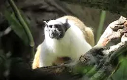 Imagens do produto Pedaggico Animlia Park - Chalupe INF 2025
