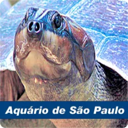 Imagens do produto Pedaggico Aqurio SP - Chalupe 2024