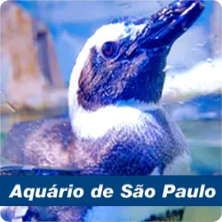 Imagens do produto Pedaggico Aqurio SP - Chalupe 2024