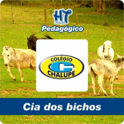 Imagens do produto Pedaggico Cia dos bichos - Chalupe 2024