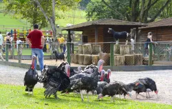 Imagens do produto Pedaggico Cia dos bichos - Chalupe 2024