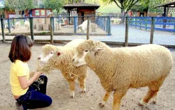 Imagens do produto Pedaggico Cia dos bichos - Chalupe 2025