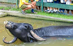 Imagens do produto Pedaggico Cia dos bichos - Chalupe 2025